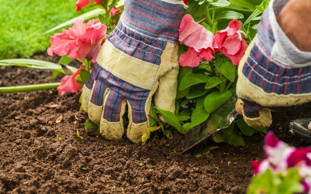 5 Effective Gardening Tips for Beginners